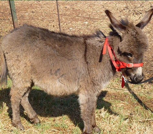 miniature-donkeys-for-sale